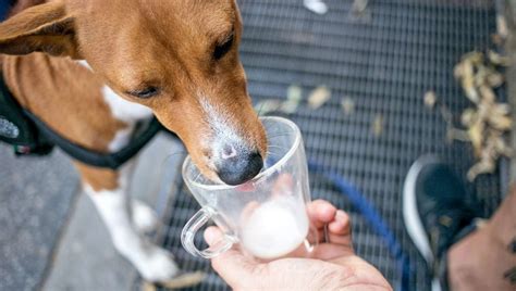 can dogs drink lactose-free milk